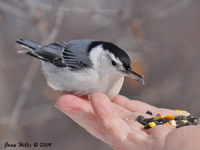 White-breasted 10