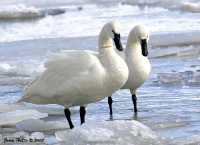 Tundra Swan 18