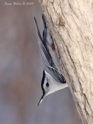 White-breasted 11