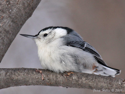 White-breasted 12