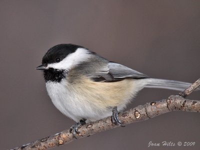 Black-capped Chickadee 19