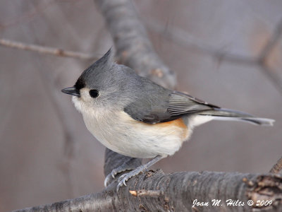 Tufted Titmouse 13