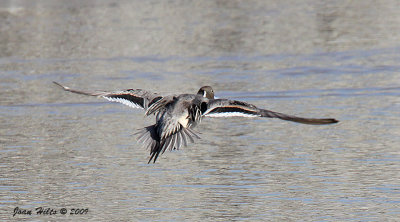 Northern Pintail 08