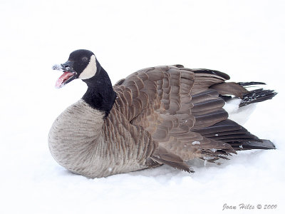 Canada Goose 21