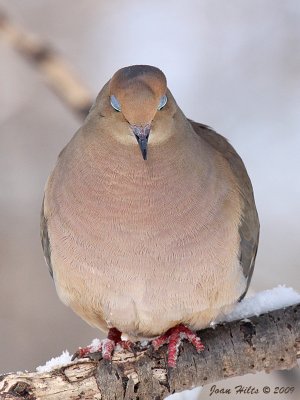 Mourning Dove 09