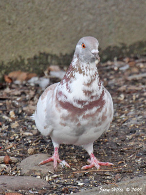 Rock Dove (Feral Pigeon) 06