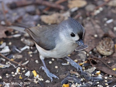 Tufted Titmouse 14