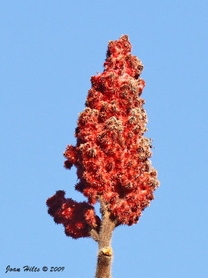 Sumac 01