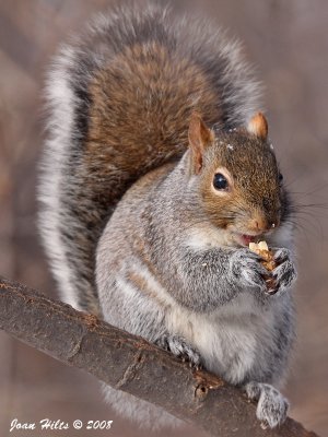 Eastern Gray 11