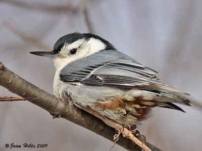 White-breasted Nuthatch 13