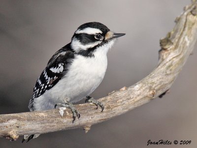 Woodpeckers