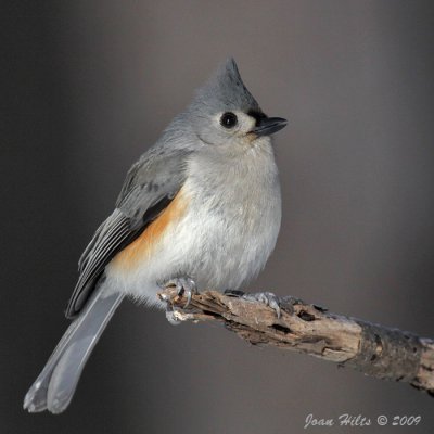 Tufted Titmouse 15