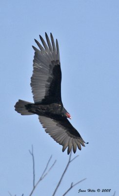 Turkey Vulture 10