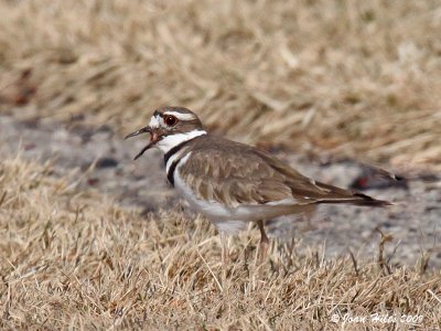 Killdeer 08