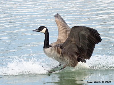Canada Goose 14