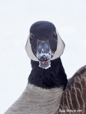Canada Goose 22