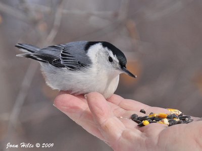White-breasted Nuthatch 14