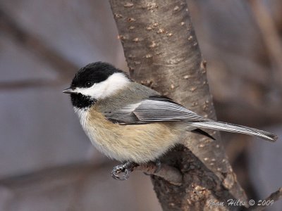 Black-capped Chickadee 20