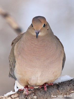 Mourning Dove 10