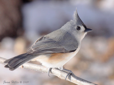 Tufted Titmouse 16