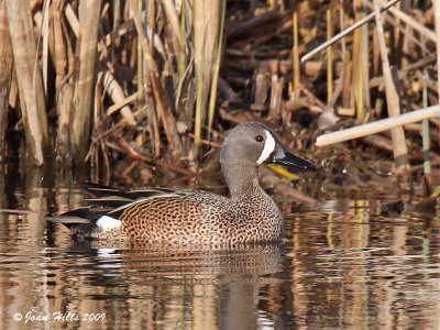 Blue-wing Teal 02