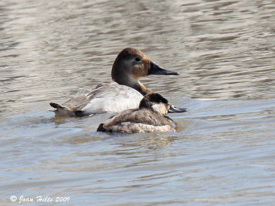 Ruddy Duck 04