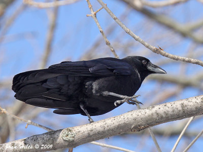 American Crow 08