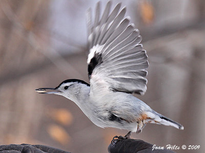 Nuthatches