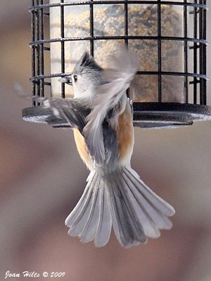 Tufted Titmouse 17
