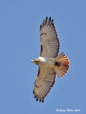 Red-tailed Hawk 17