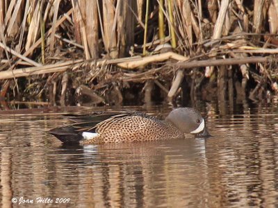 Blue-wing Teal 03