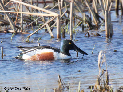 Northern Shoveler 02