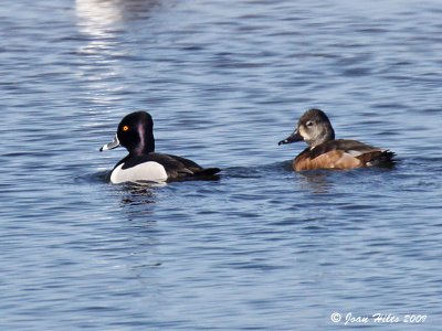 Ring-necked 08