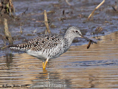 Greater Yellow Legs 02