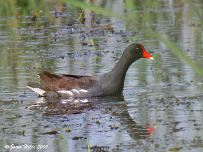 Common Moorhen 02