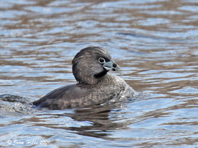 Pied-billed Grebe 07