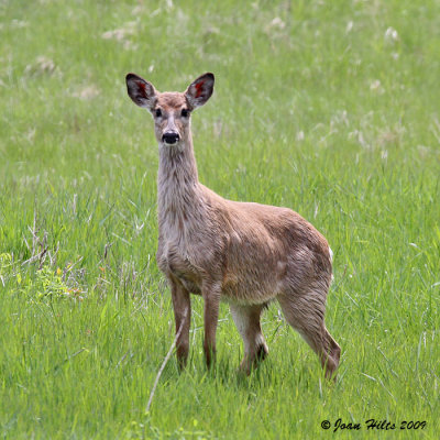 White Tail Deer 07