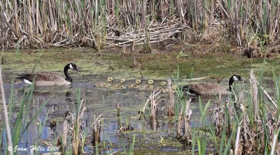 Canada Goose 27