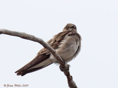 Rough-winged 02