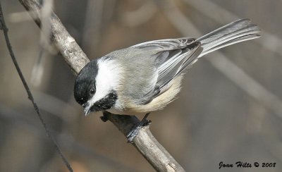 Black-capped Chickadee 16