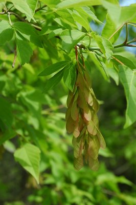 DSC_8773.JPG