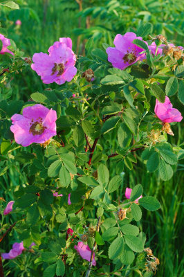 Wild Roses Near Lemans Lake II
