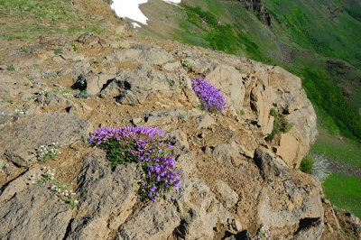 Wild Flowers on Steens Mountain