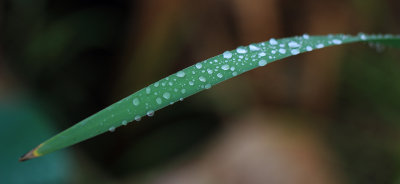 Leaf
