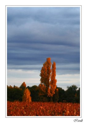 L'arbre rouge