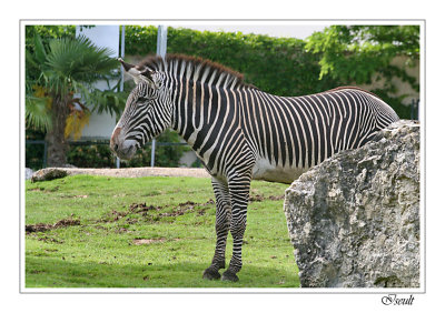 Zoo de Beauval