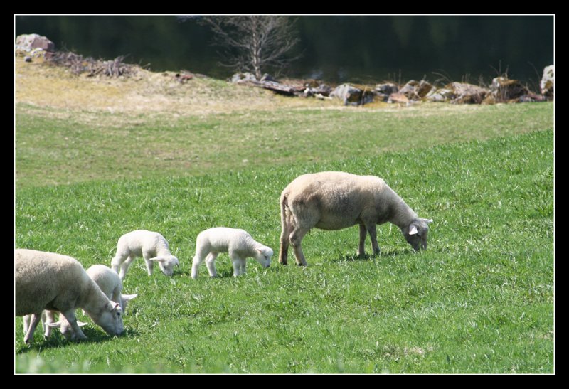 Sheeps near Voss