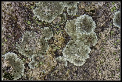 Lichens