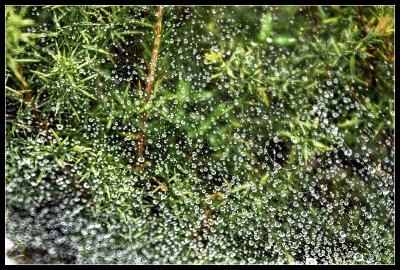 Web of Raindrops