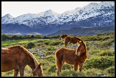 Horses in La Mora